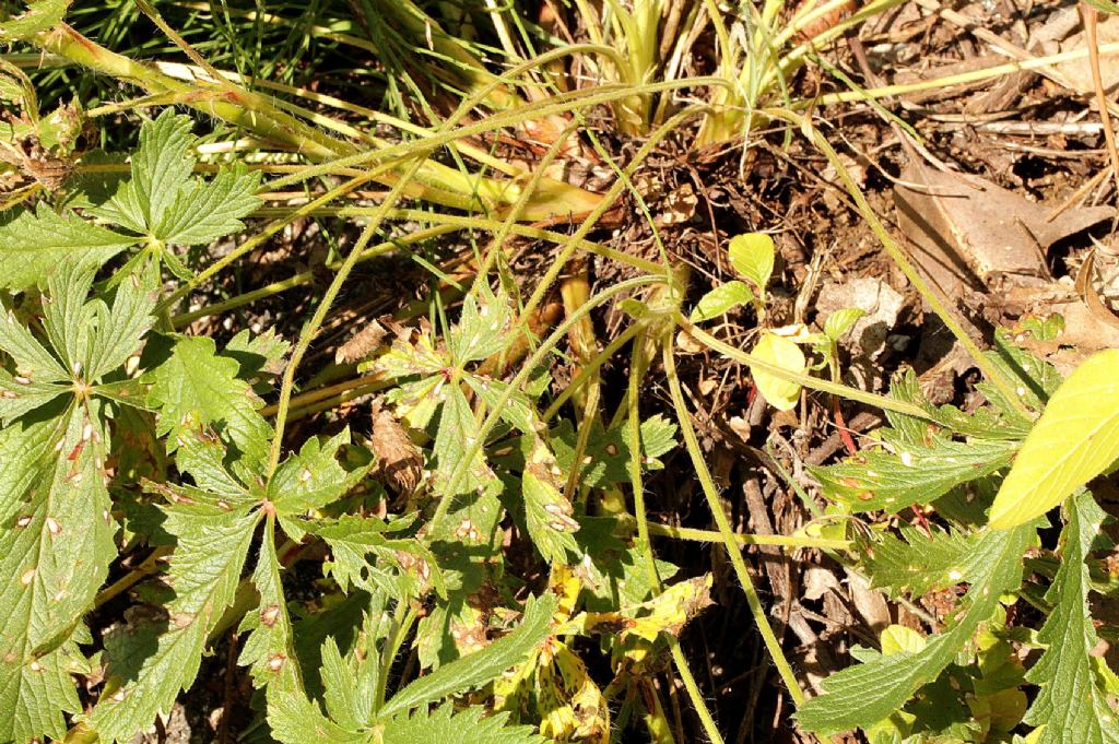 Potentilla recta